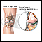 Lateral collateral ligament