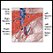 Liver blood supply