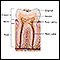 Tooth anatomy