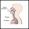 Esophageal pH monitoring