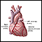 Anterior heart arteries