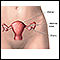 Female reproductive anatomy