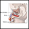 Male reproductive system