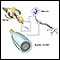 Myelin and nerve structure