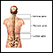 Posterior spinal anatomy