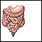 Gastrointestinal tract