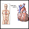 Pulmonary arteries