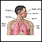 Respiratory system overview