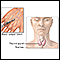 Thyroid function test